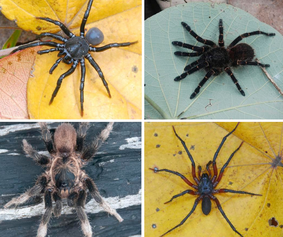 Spider species diversity in different families reported from different