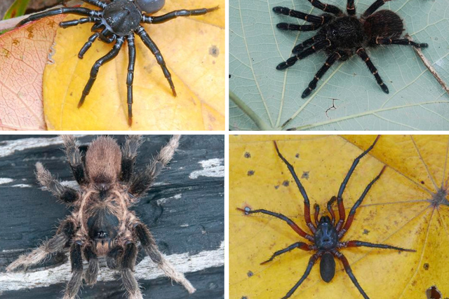 <p>The discovered spiders are called Ummidia solana, Melloina pacifica, Euthycaelus cunampia and Neischnocolus mecana.</p>