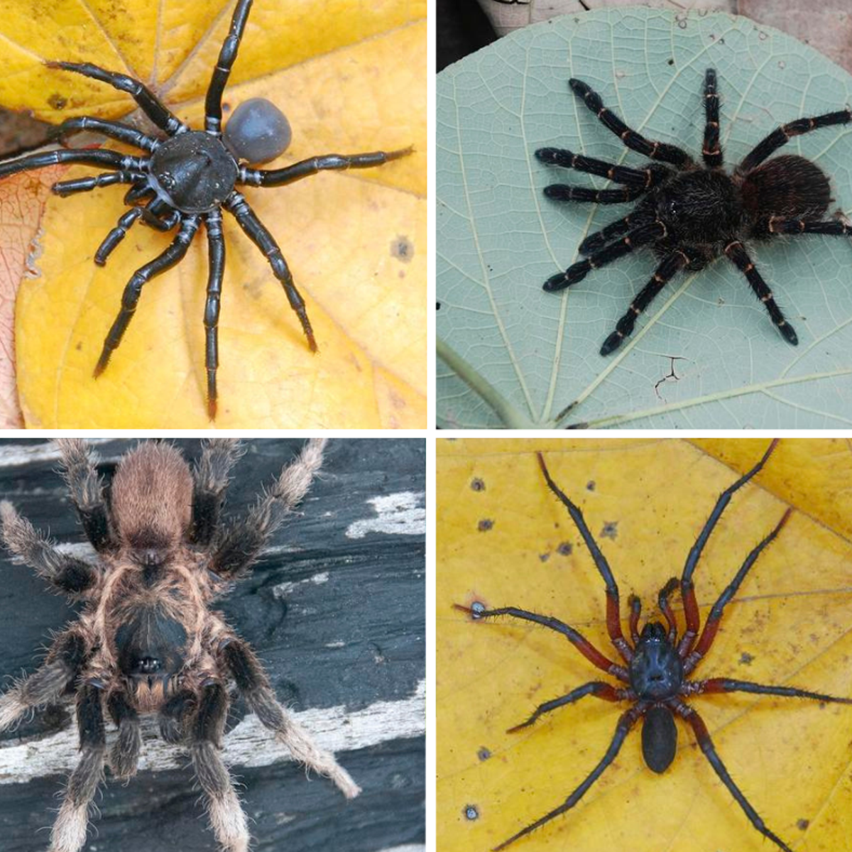 Four new spider species found in Colombia's biodiversity hotspot