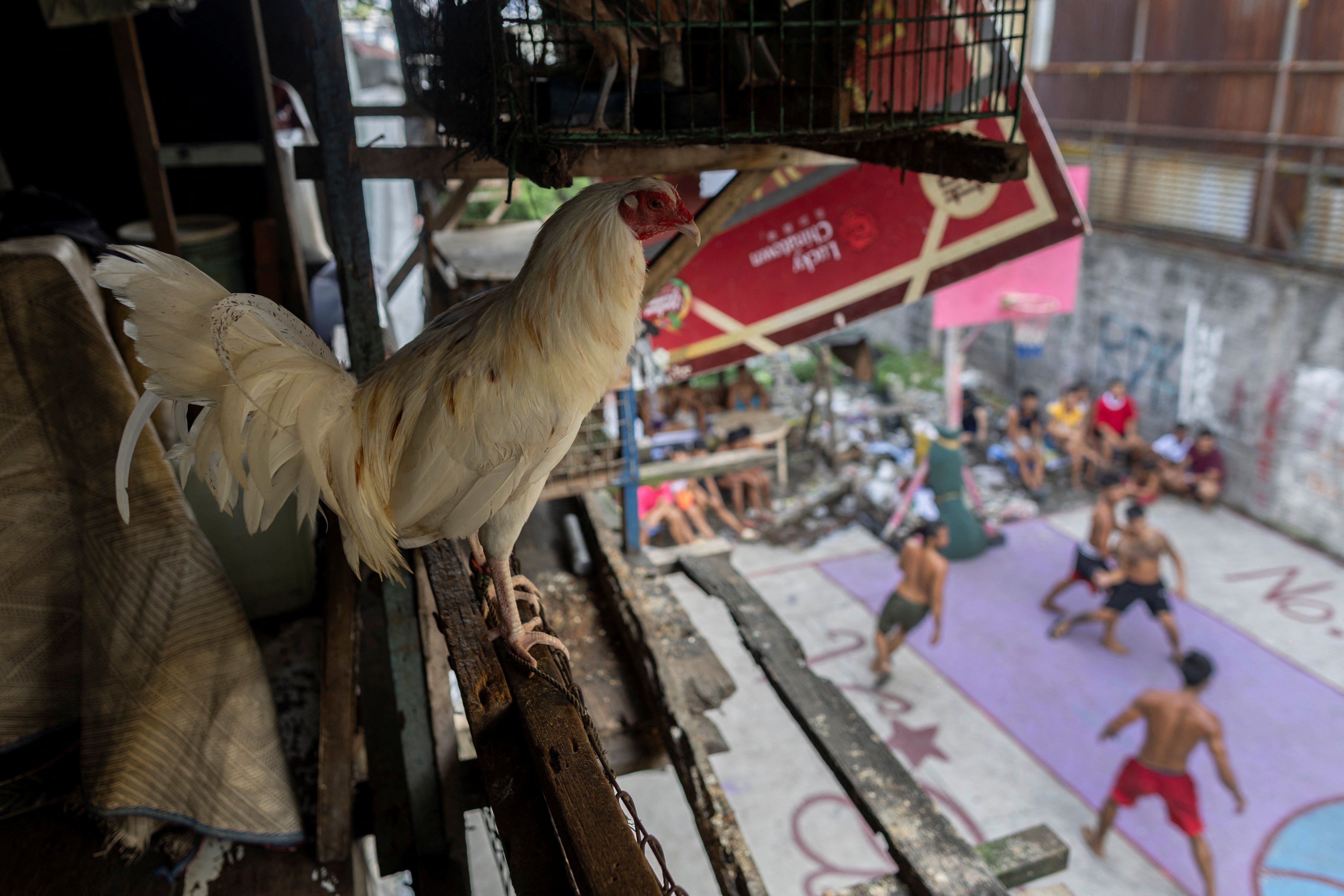 A chicken perches on a ledge of a window overseeing the community-built basketball court Baryo Aroma in Tondo, Manila