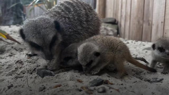 <p>First baby meerkats born at UK safari park in five years settle into new surroundings</p>