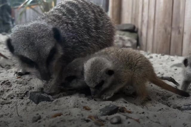 <p>First baby meerkats born at UK safari park in five years settle into new surroundings</p>