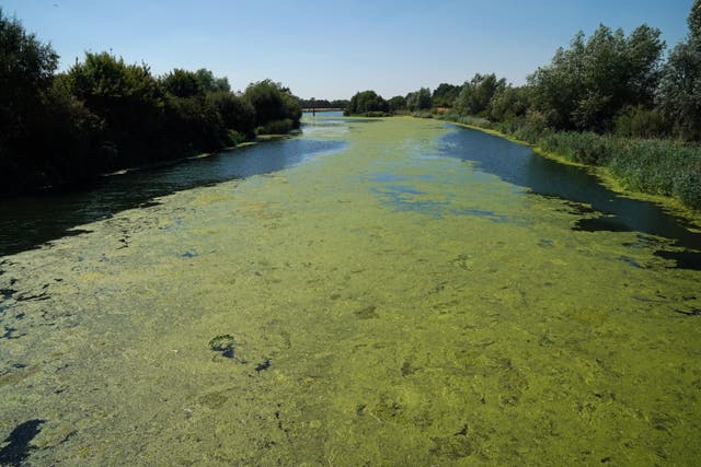 Nutrient pollution can lead to large algal blooms that consume the river’s oxygen and suffocate other plants and animals (Jonathan Brady/PA)