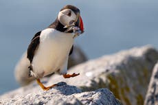 Maine’s puffin colonies are recovering in the face of climate change