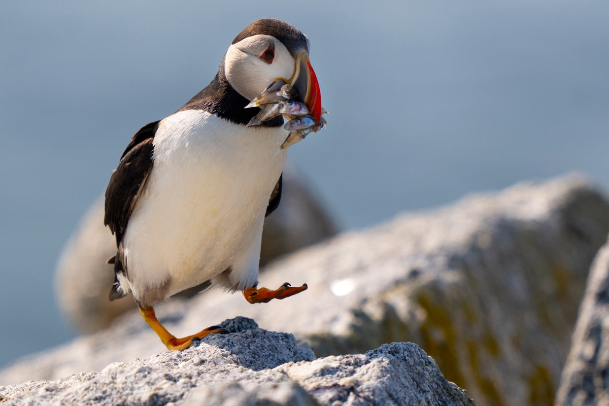 Maine’s puffin colonies are recovering in the face of climate change