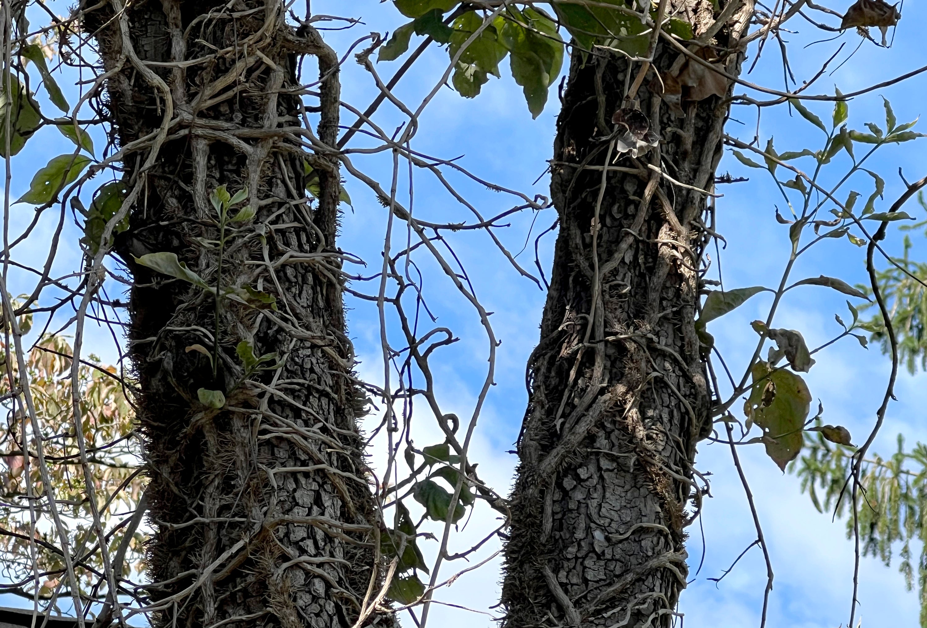 Gardening Removing English Ivy