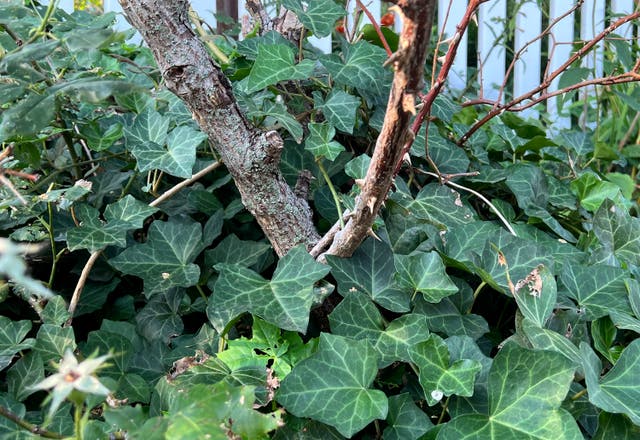 Gardening Removing English Ivy