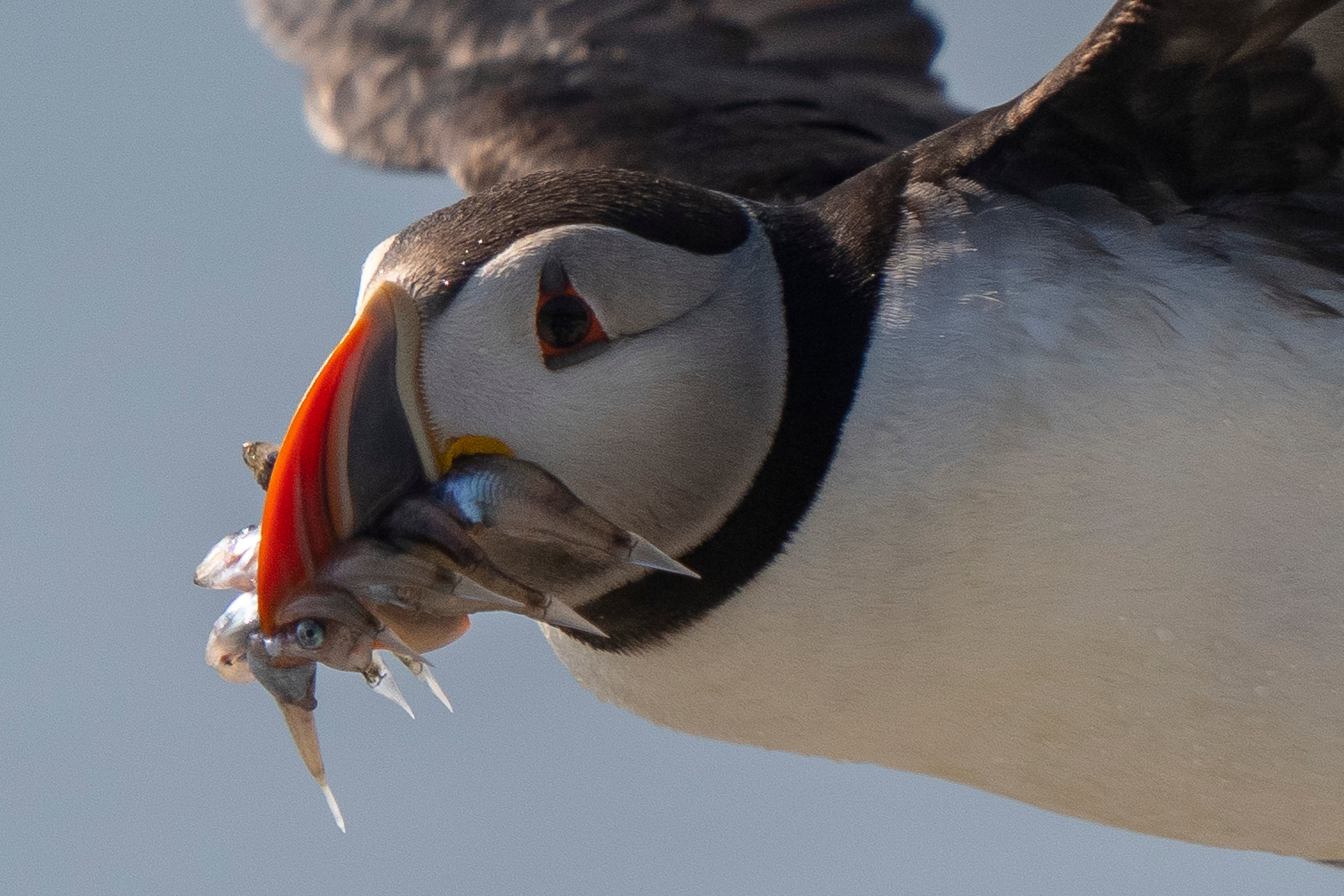 Puffin Rebound