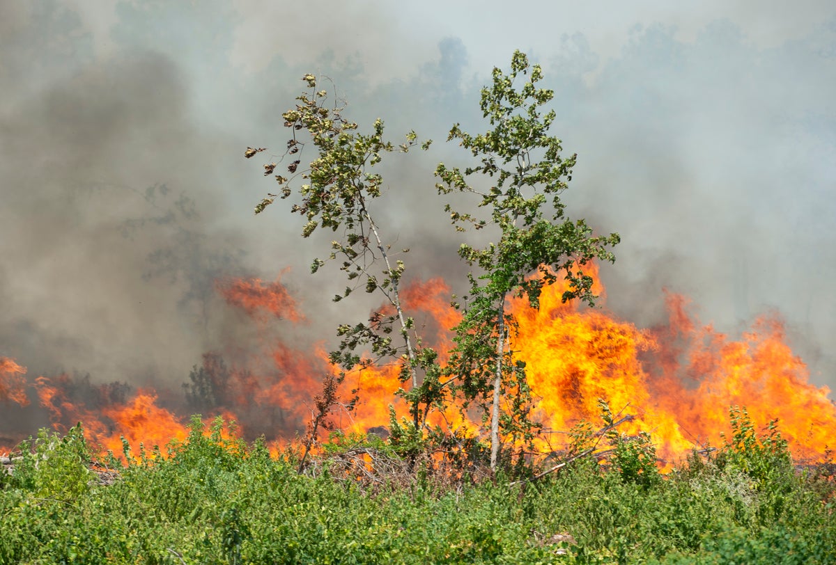 Louisiana plagued by unprecedented wildfires, as largest active blaze grows