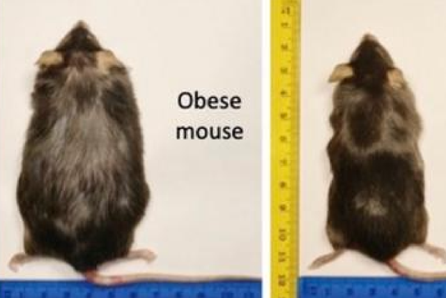 <p>Diet-induced obesity reversed in mice after they were given a thyromimetic drug delivered directly to the liver via a nanogel-based carrier</p>