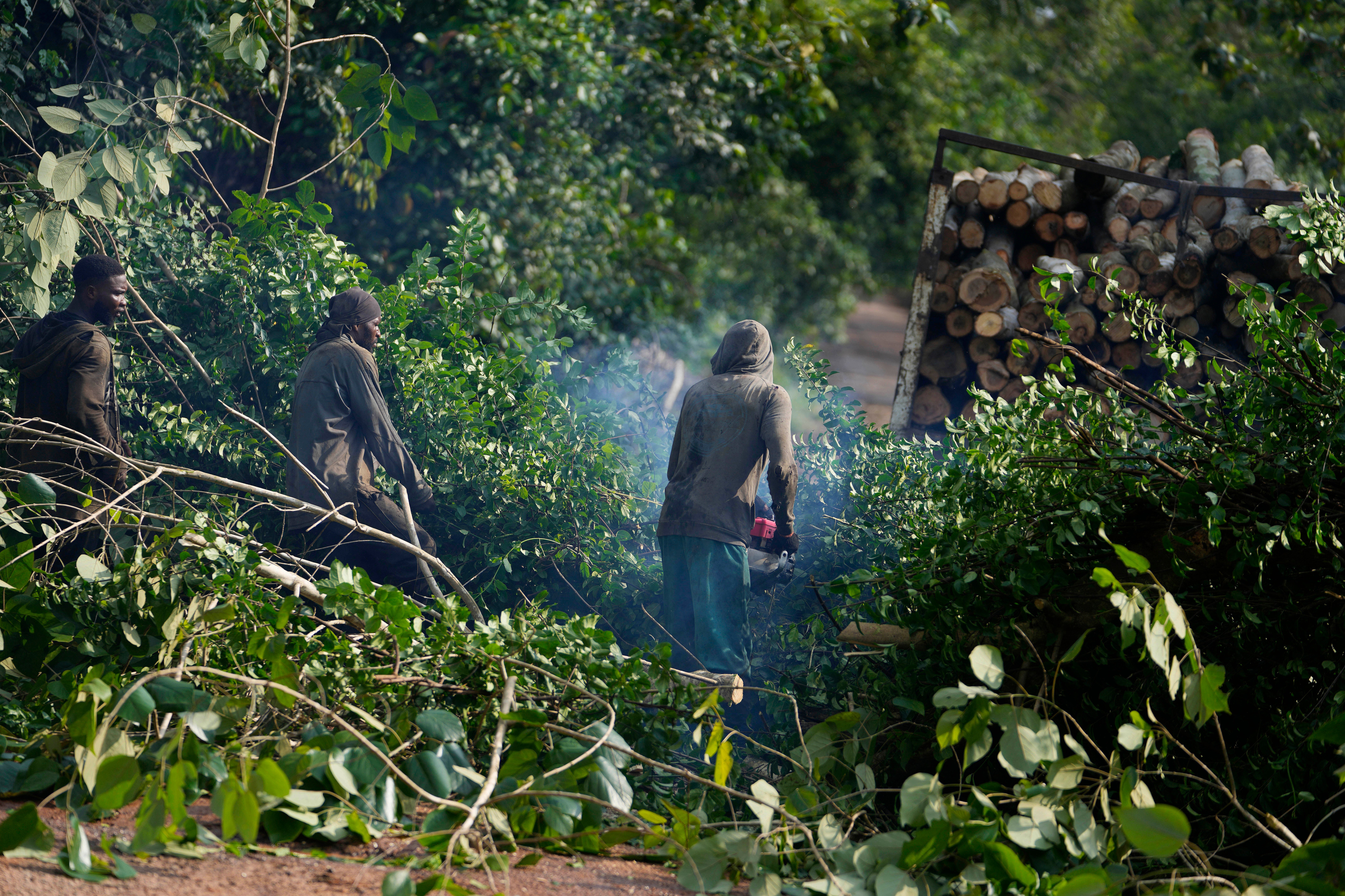 Nigeria Deforestation Logging