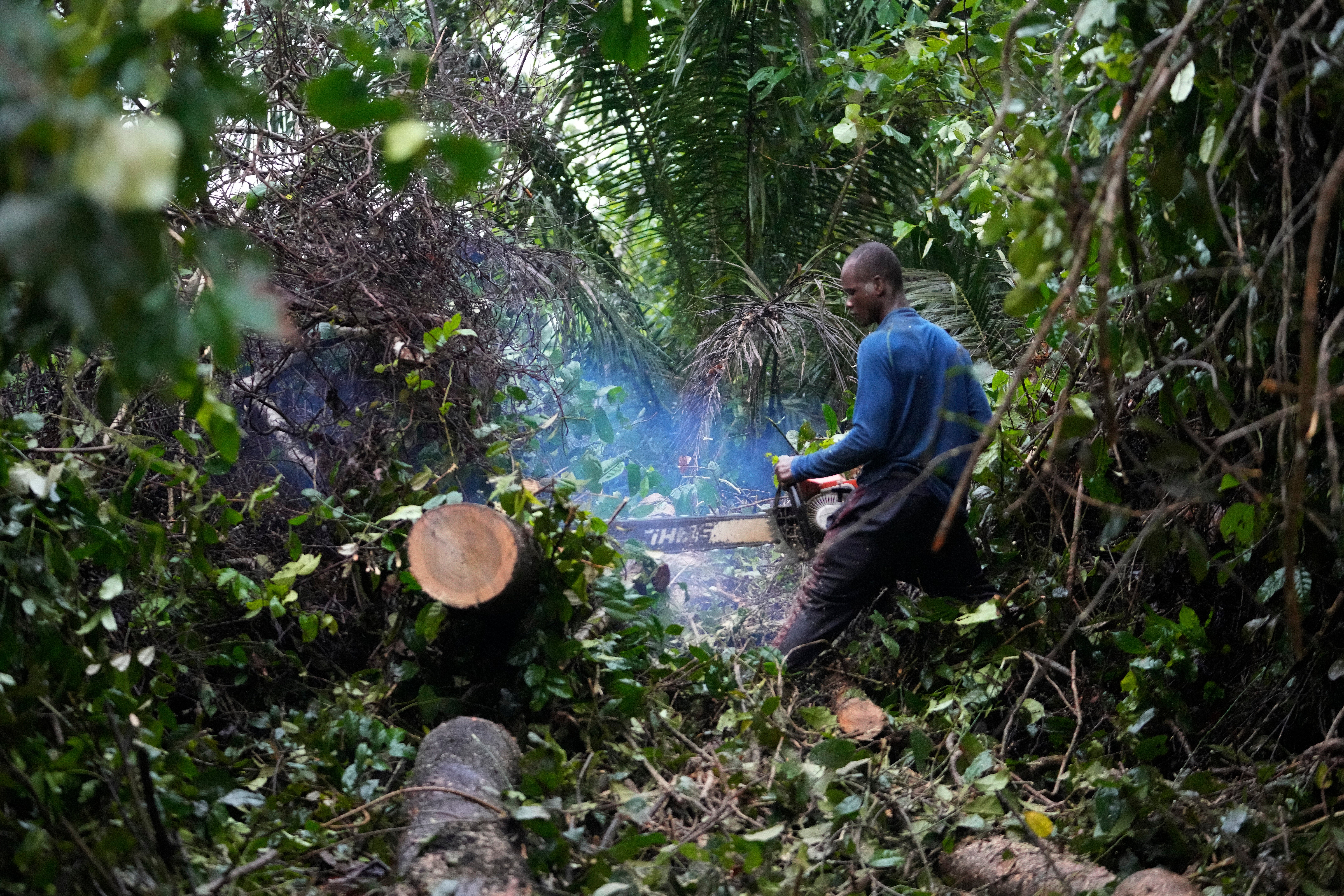 Nigeria Deforestation Logging