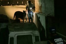 Lion causes panic in Karachi as it escapes from car into heavy traffic