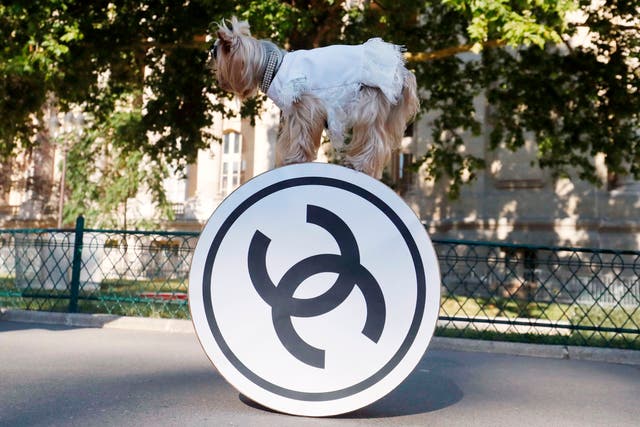 <p>A dog poses next to the Chanel logo before the Chanel's 2018-2019 Fall/Winter Haute Couture collection fashion show at the Grand Palais in Paris</p>