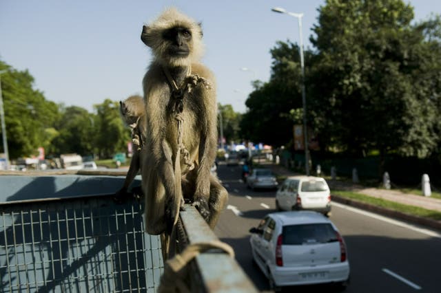 <p>File: A langur sits on a New Delhi Municipal Council truck</p>