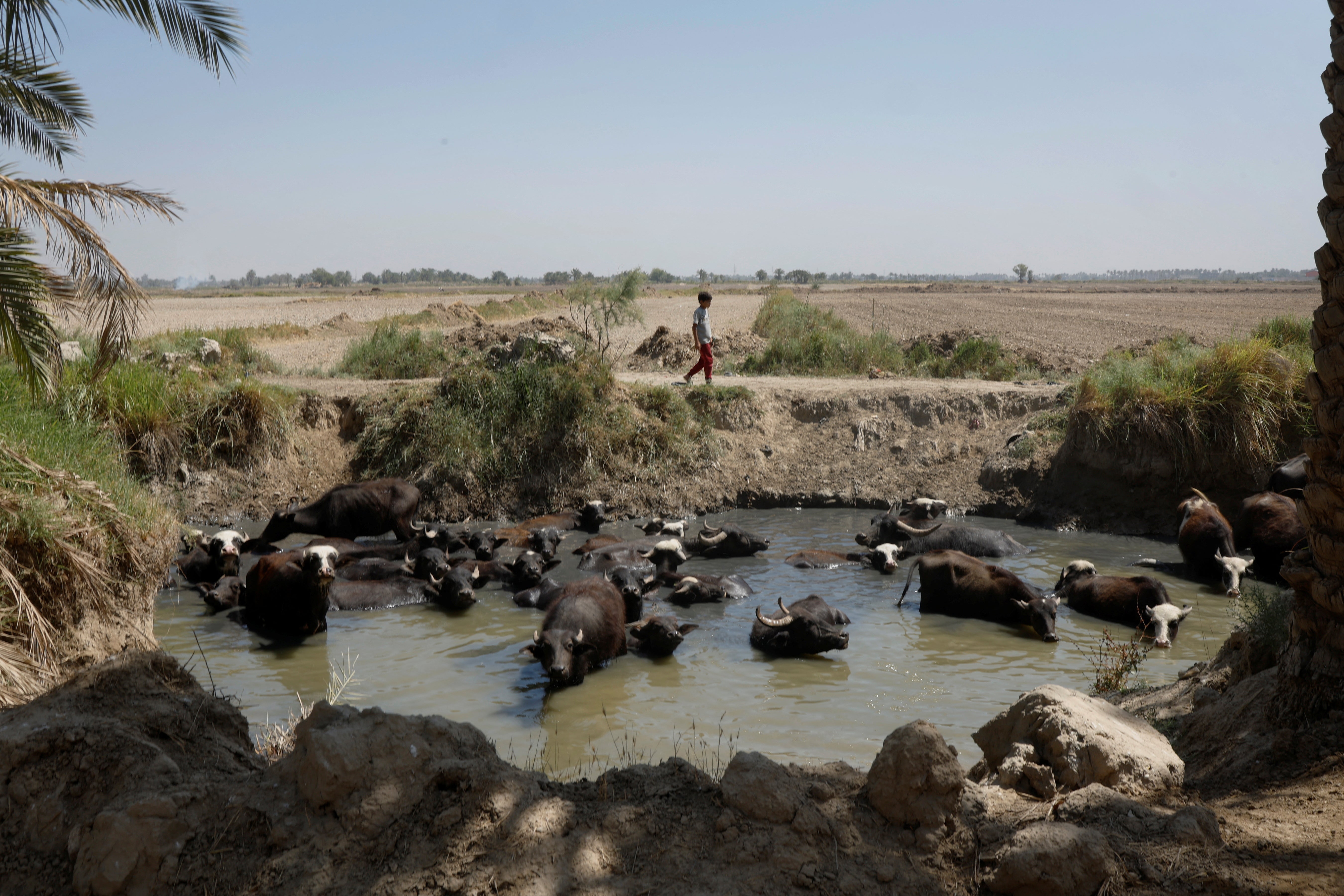 Mustafa Ahmed keeps watch over his family's buffalo herd as they wade at a waterhole in Al-Mishkhab, on the outskirts of Najaf, Iraq