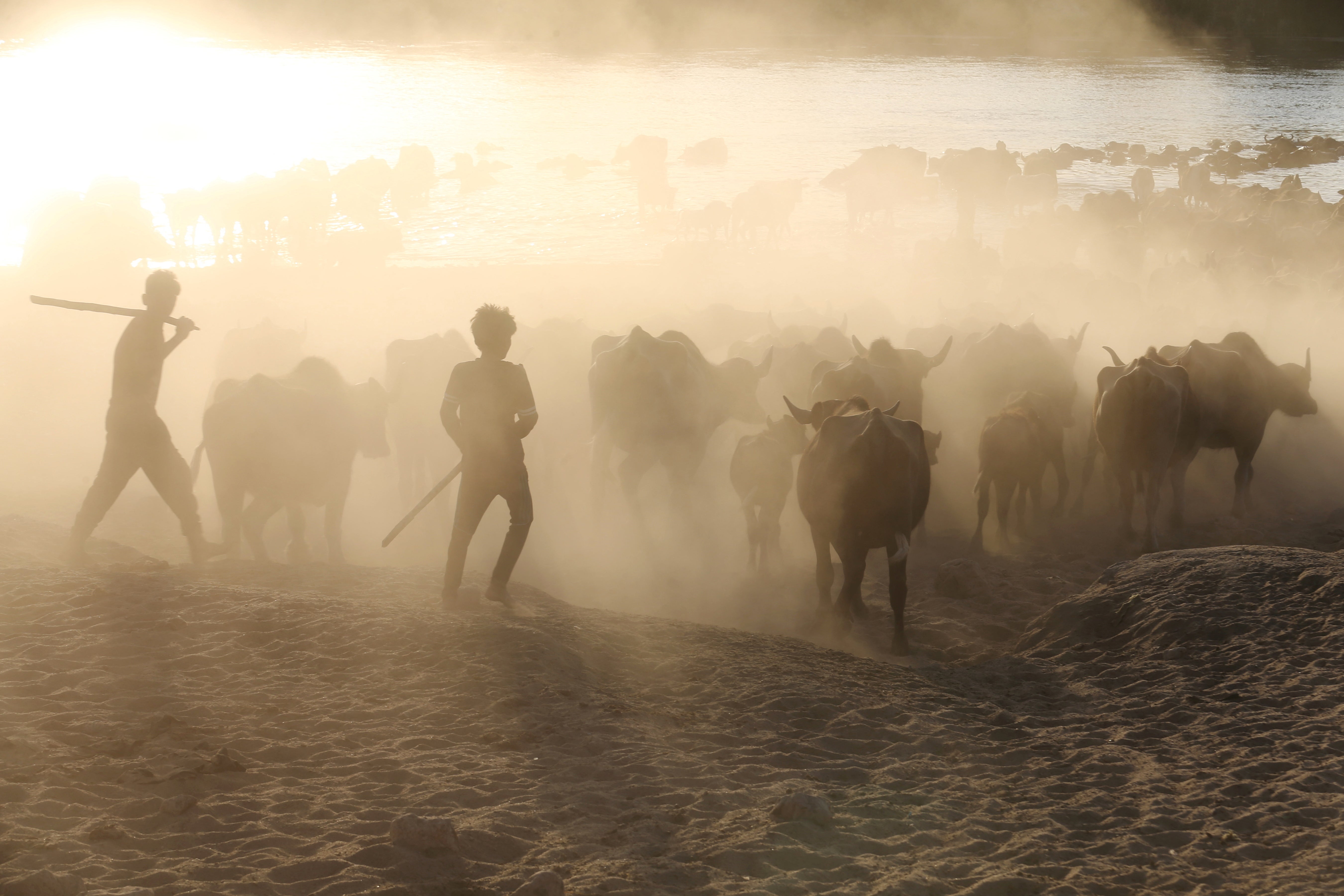 Boys herd buffalo towards the Euphrates River in the village of Umm Khashm, on the outskirts of Najaf