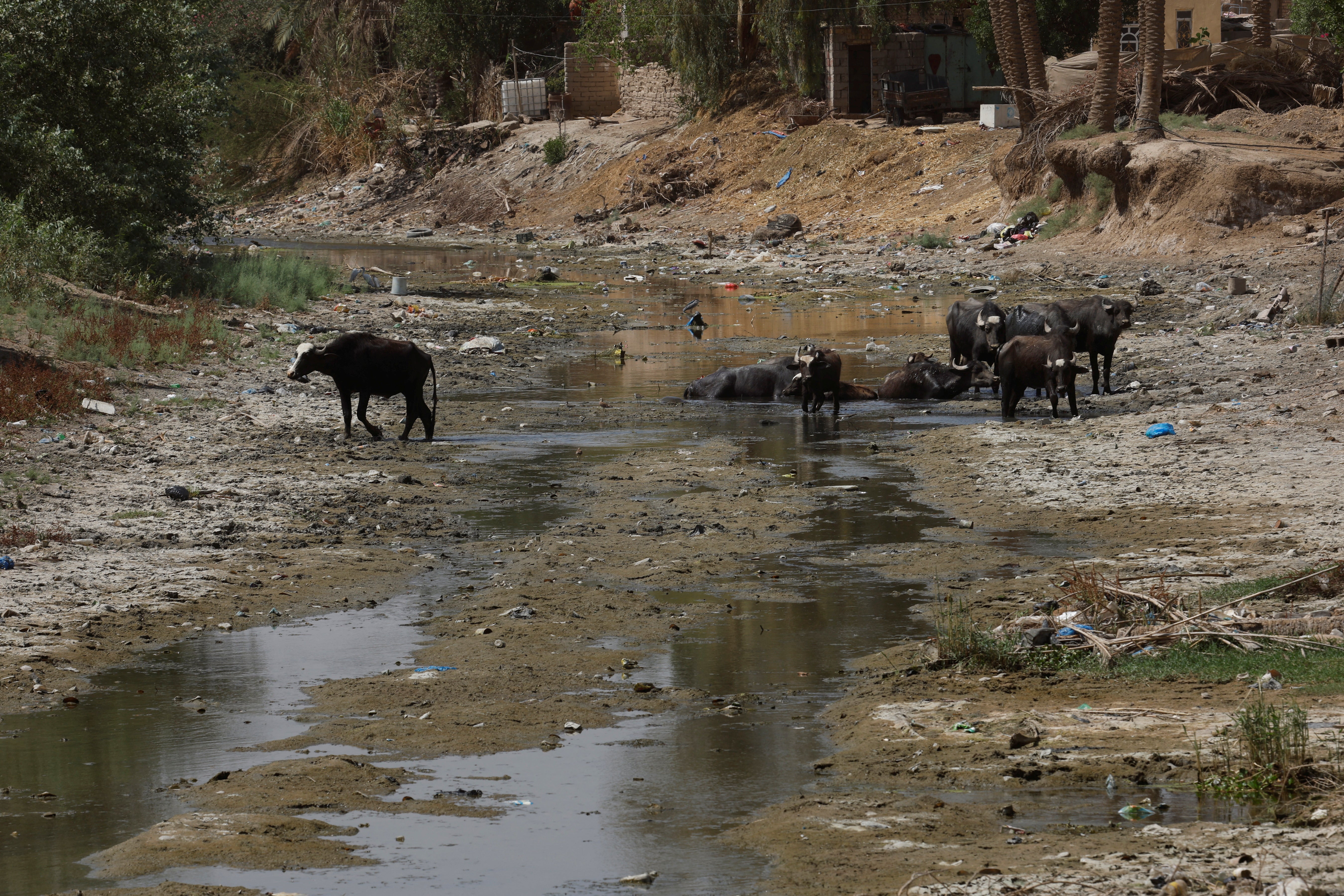 Buffalo walk across the dried riverbed