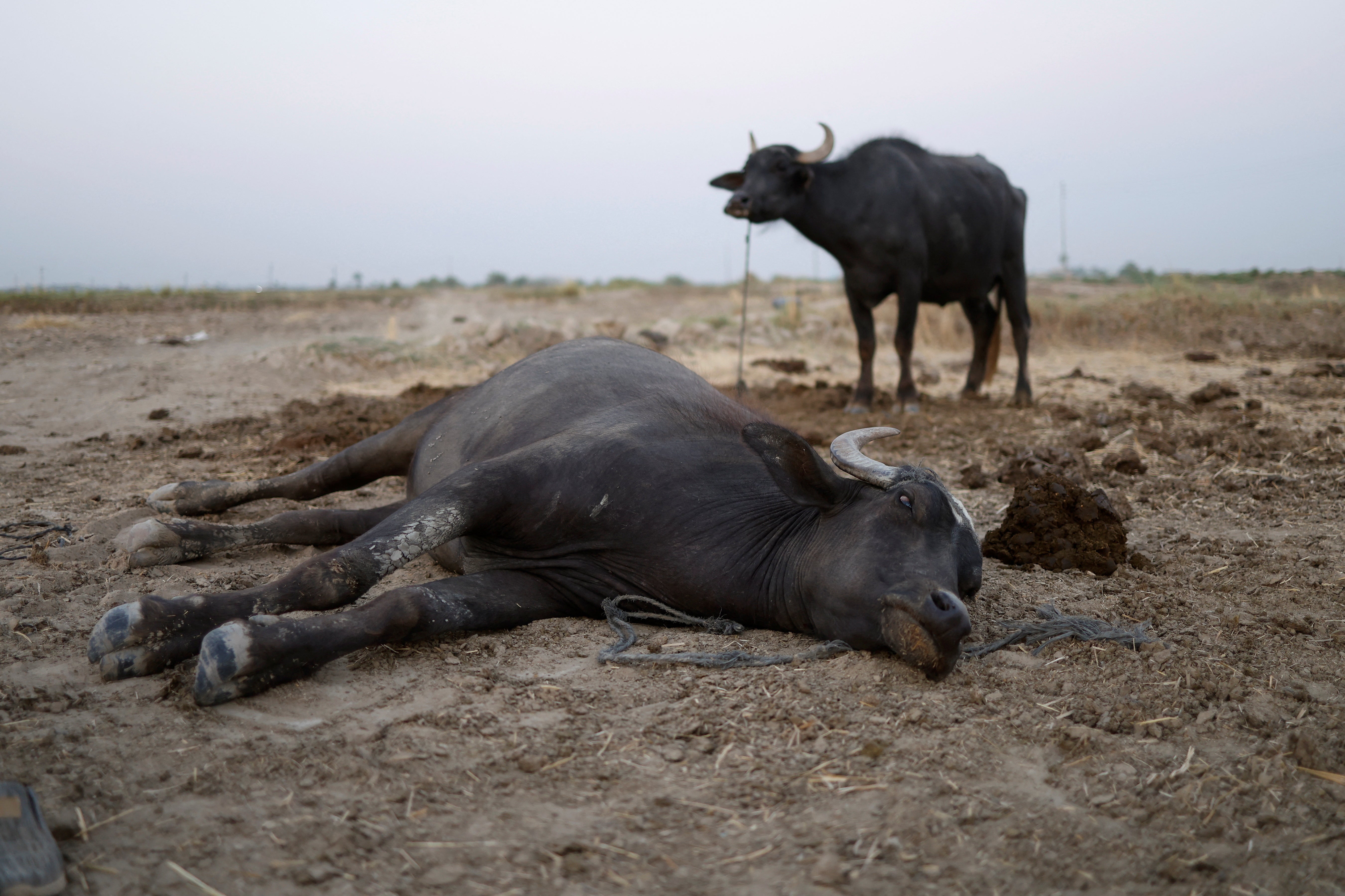 A buffalo lies on the ground due to intense heat in Al-Mishkhab