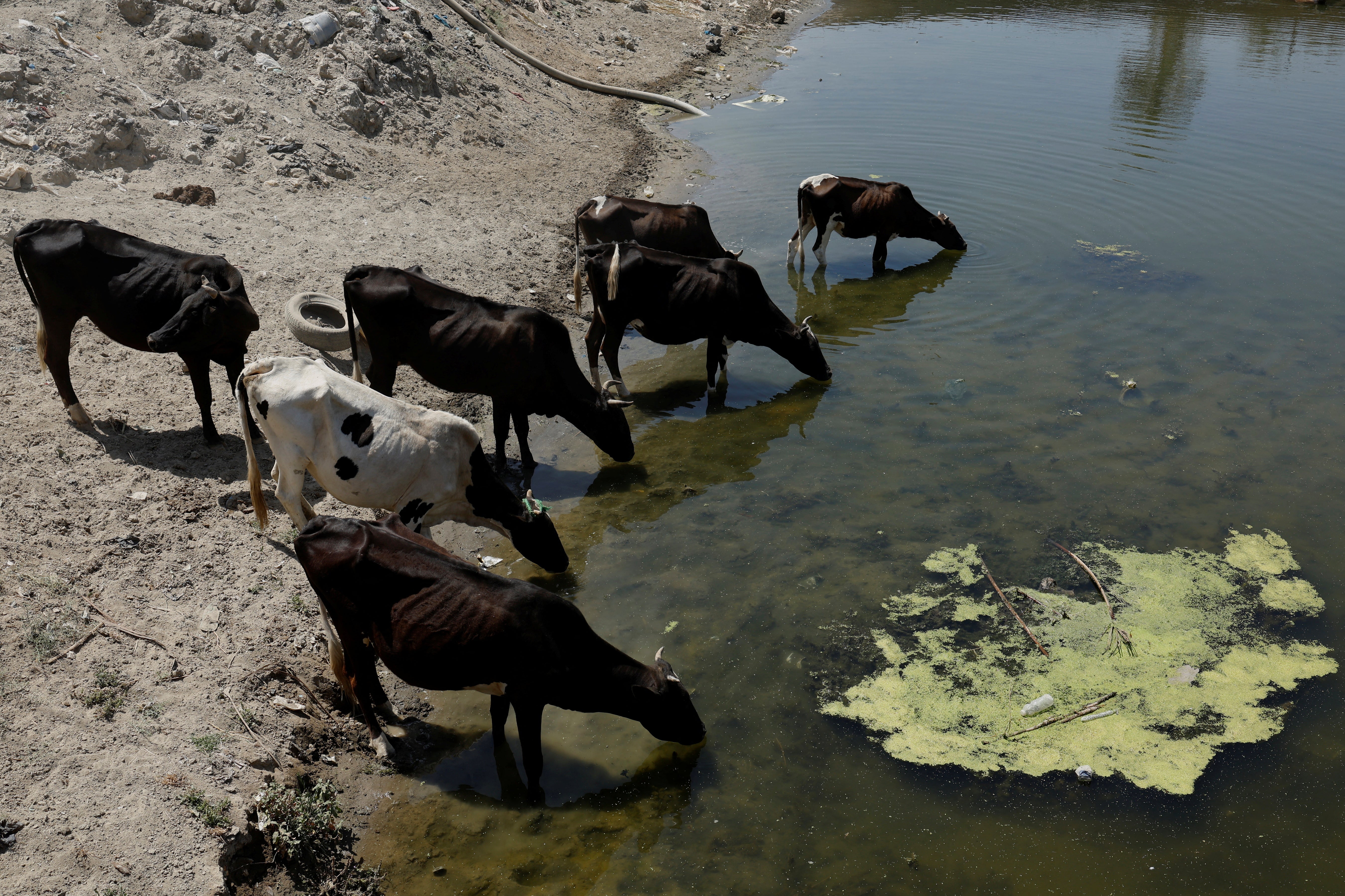 Buffalo drink water from the almost dry Al-Shallal river