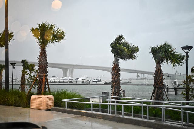 <p>Palm trees at the Clearwater Harbor Marina in Clearwater, Florida, are pushed by the wind on August 30, after Idalia made landfall</p>