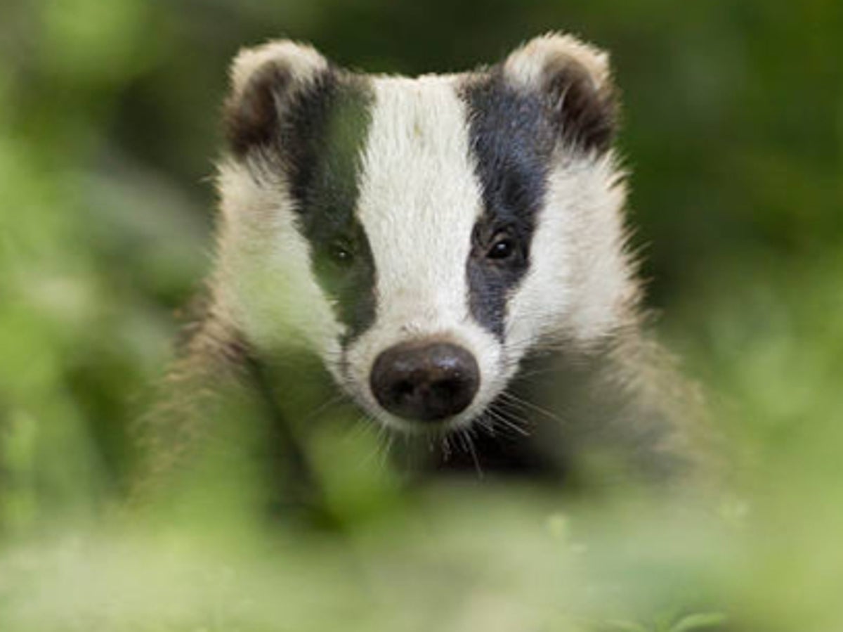 Government criticised for ‘outrageous’ U-turn on badger cull as fresh plans revealed