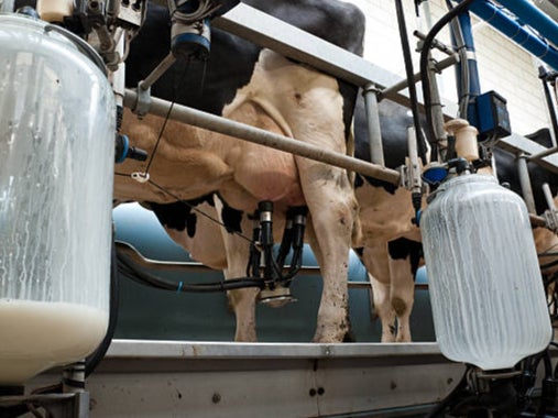 Infected dairy cows are culled