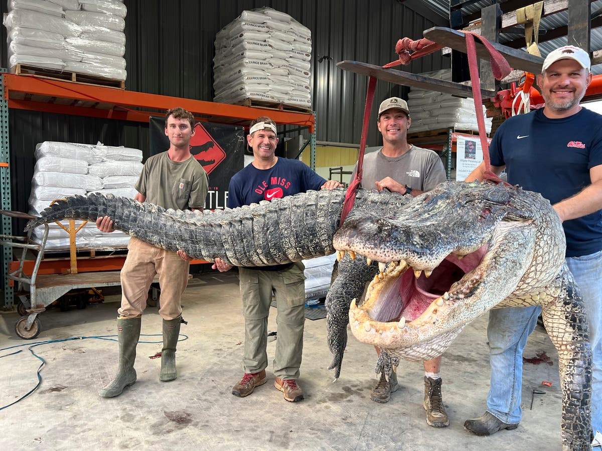 Longest alligator in Mississippi history captured by hunters The