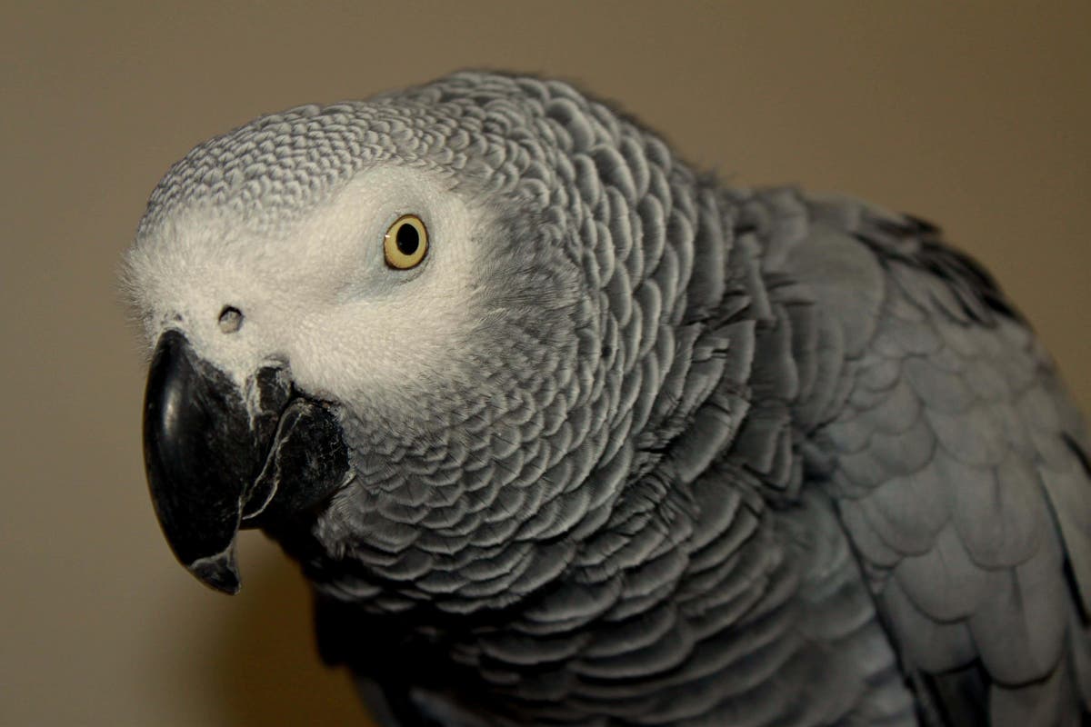 Motorway driver with parrot on shoulder stopped by police