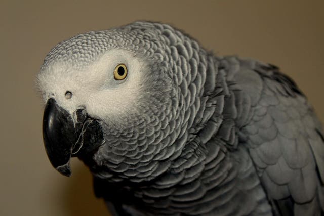 Police spotted the driver with the bird on the M62 (Alamy/PA)