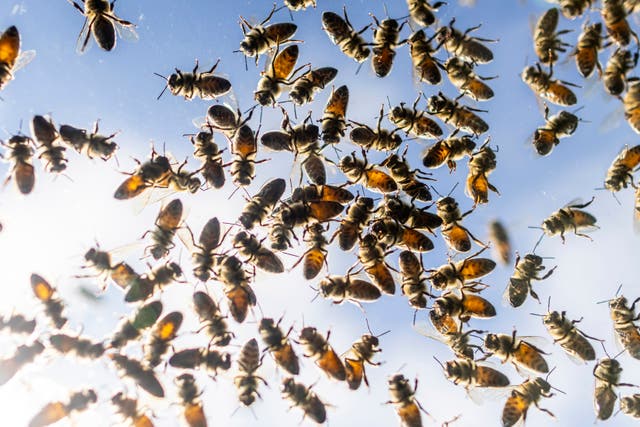 CANADÁ-ABEJAS