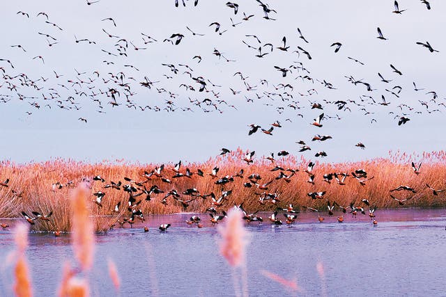 <p>Migratory birds fly above Ulansuhai Nur in Bayannuur, Inner Mongolia autonomous region, which is an important stop for avian visitors</p>