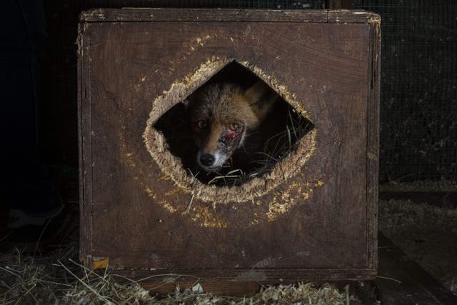 This fox’s face was probably damaged by a dog while being flushed out of its den during an illegal hunt, the Natural History Museum said (Neil Aldridge/Wildlife Photographer of the Year/PA)
