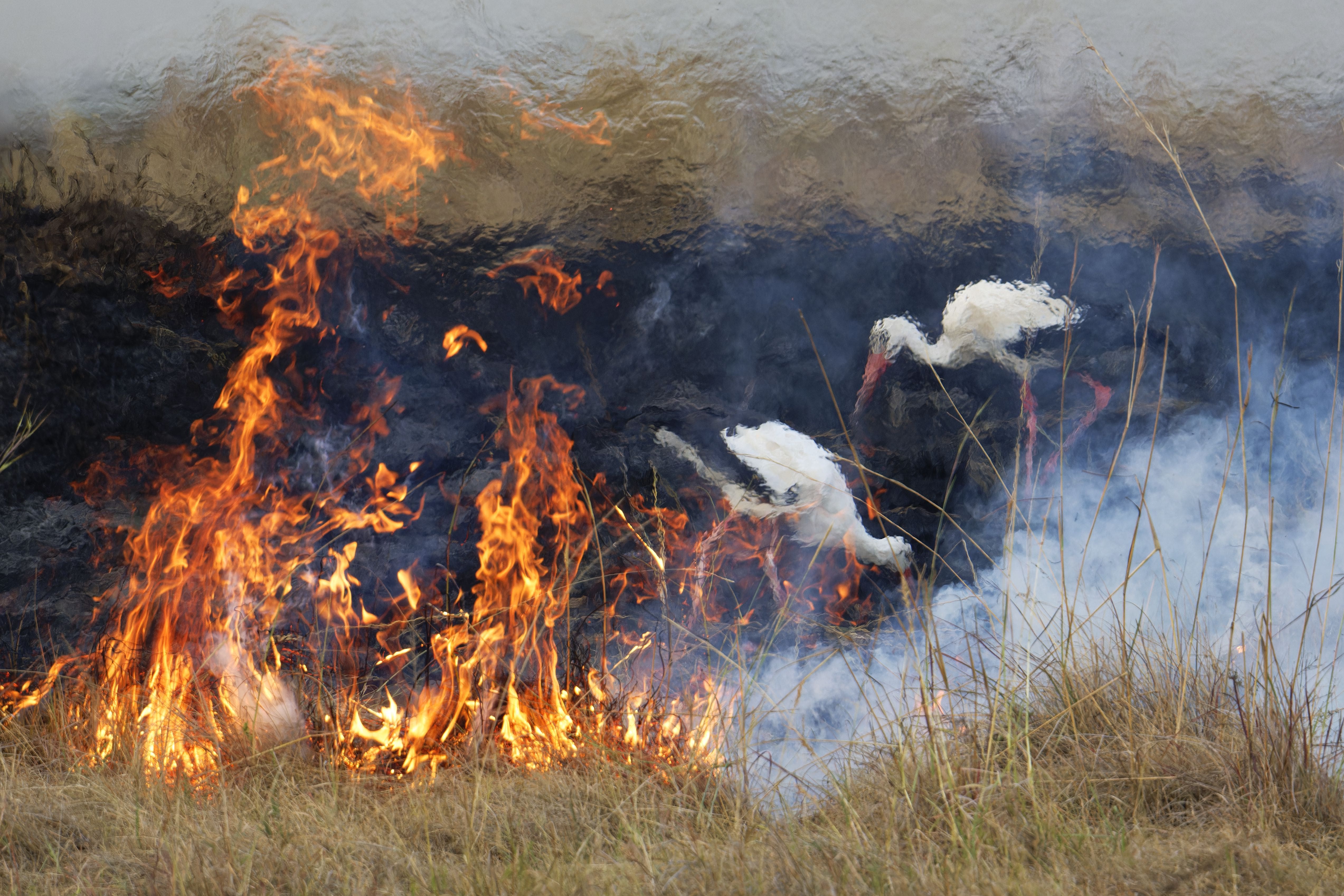 Two white storks hunting alongside a fire in Kenya that had been lit to clear bushland are among the images released as part of the Wildlife Photography of the Year awards (Elza Friedlander/PA)