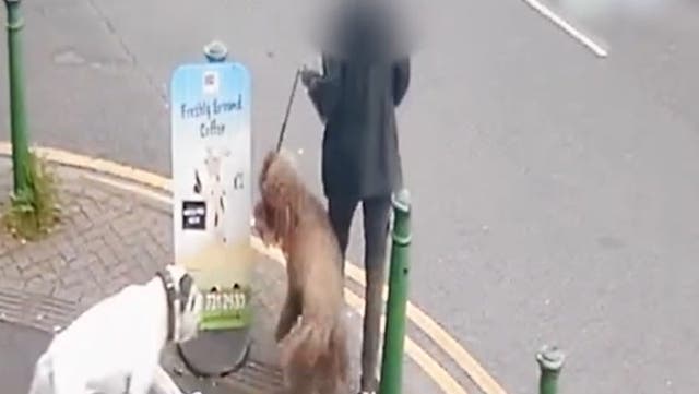 <p>Out-of-control dog knocks elderly woman off her feet and savagely attacks pet labradoodle</p>