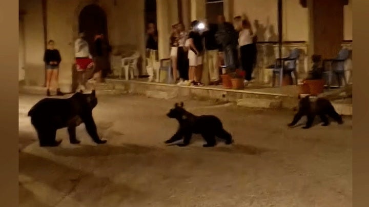 <p>Mother bear and her cubs enjoy evening stroll down street in Italy</p>
