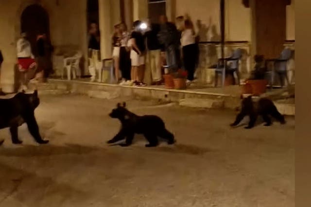 <p>Mother bear and her cubs enjoy evening stroll down street in Italy</p>