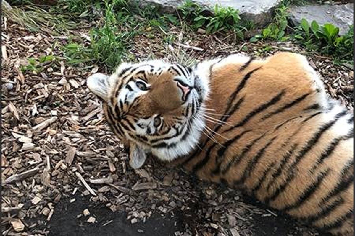 Rare Amur tiger dies in 'freak accident' at Colorado zoo - Vimarsana News