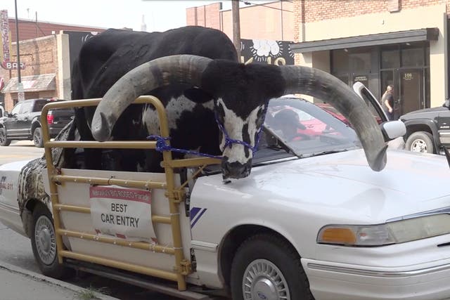 ODD-Bull in Car Nebraska