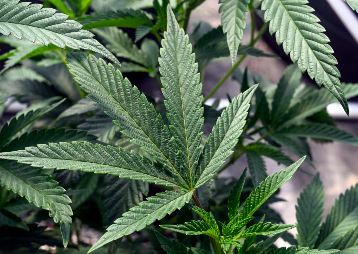 US regulators might change how they classify marijuana. Here's what that would mean