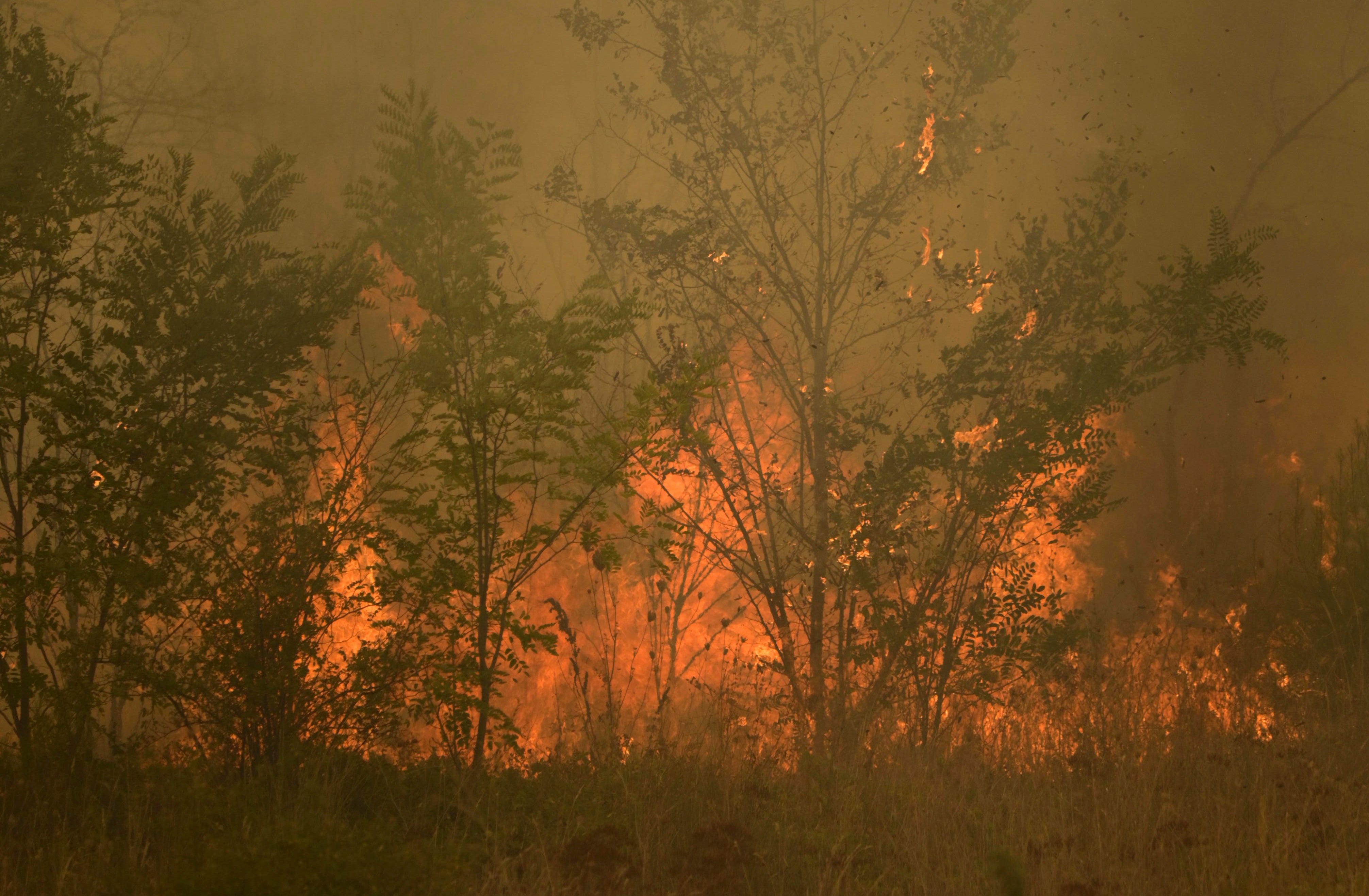 Flames burn a forest during a wildfire in Giannouli village, in the northeastern Evros region, Greece, Thursday, Aug. 31, 2023