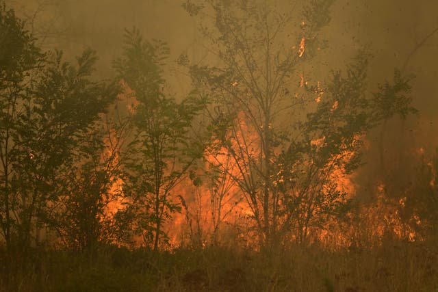 <p>Flames burn a forest during a wildfire in Giannouli village, in the northeastern Evros region, Greece</p>
