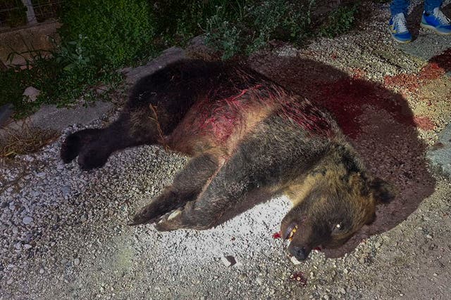 Italy Mamma Bear Slain
