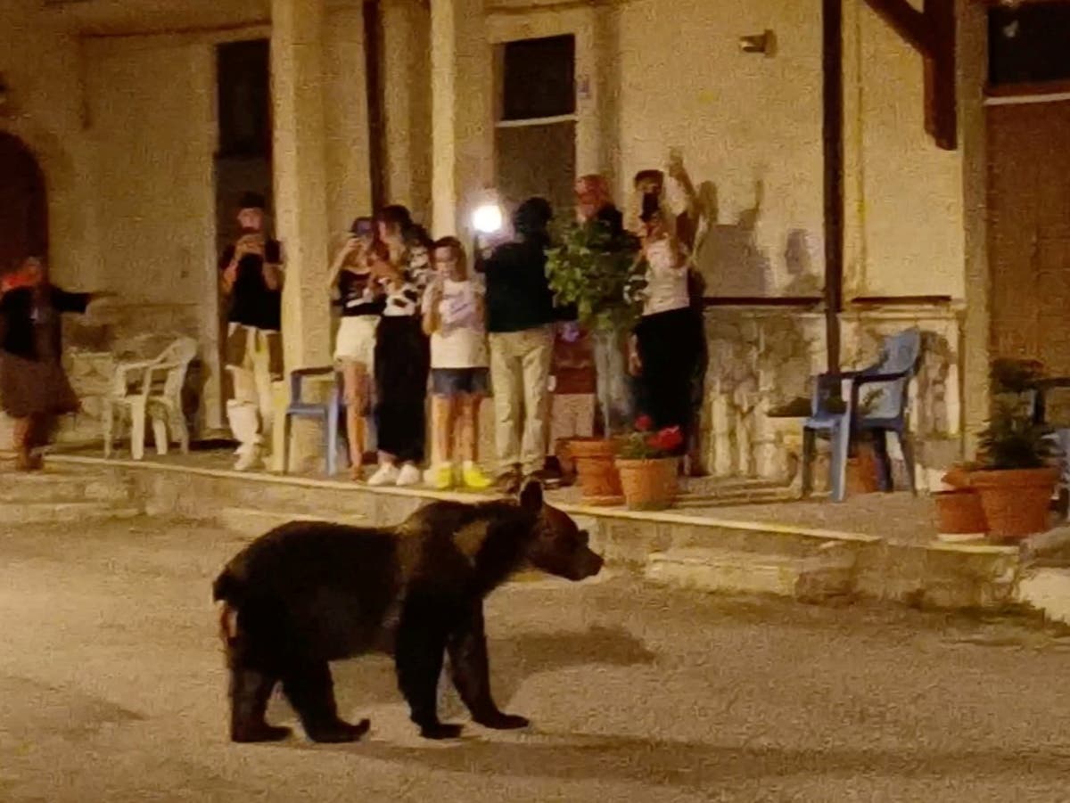 Man who killed Italy’s favourite bear claims it was self-defence