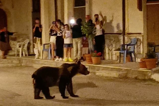 <p>Amarena was often spotted, with her cubs, roaming the streets of Italian towns near the National Park of Abruzzo  </p>