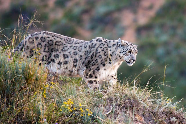 <p>The elusive snow leopard, otherwise known as the 'grey ghost’</p>