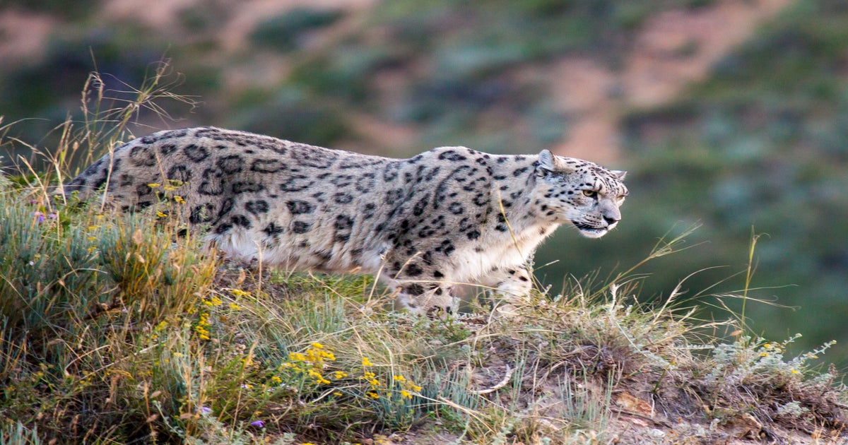Snow Leopard in Mongolia: Grey Ghost of the Mountain
