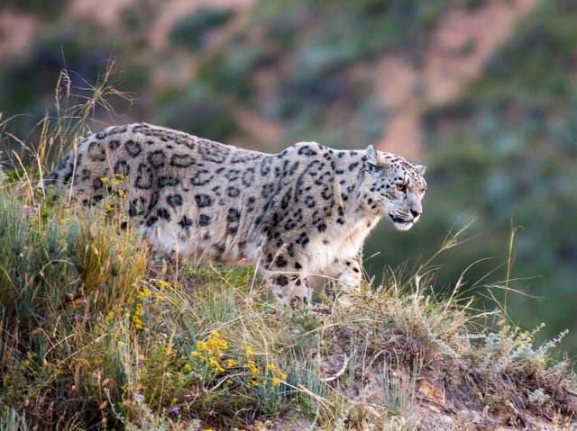 <p>The elusive snow leopard, otherwise known as the 'grey ghost’</p>