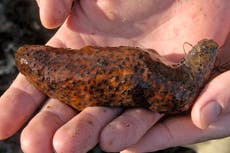 Traffickers plead guilty to smuggling over $10,000 in endangered sea cucumbers