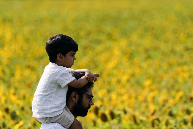 Visitors explore the sunflower fields at Becketts Farm in Wythall, south of Birmingham (Jacob King/PA)
